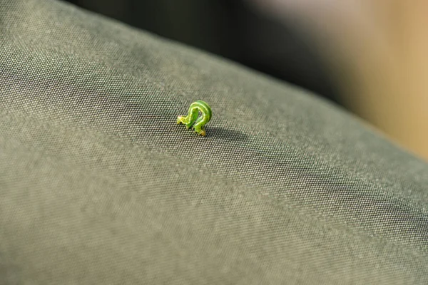 Πράσινο Σκουλήκι Λάμπει Μαζί Ένα Σακάκι — Φωτογραφία Αρχείου