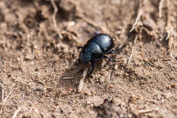 A black beetle Coleoptera found in the woods.