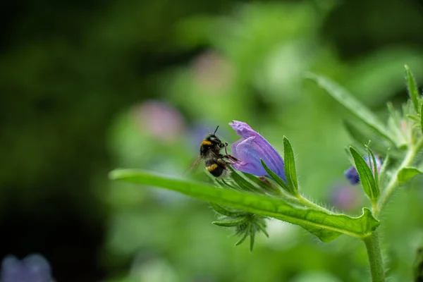 Bumblebee Feeding Flower — Stockfoto