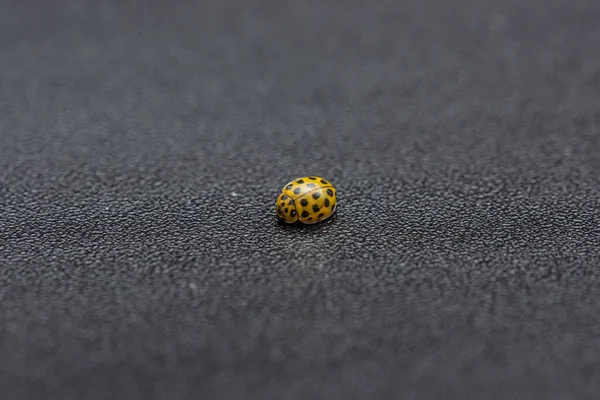 黒いテーブルの上に黄色のてんとう虫 Psyllobora Viintduopunctata — ストック写真