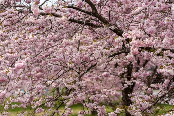 Bir Parkta Kiraz Çiçeği — Stok fotoğraf