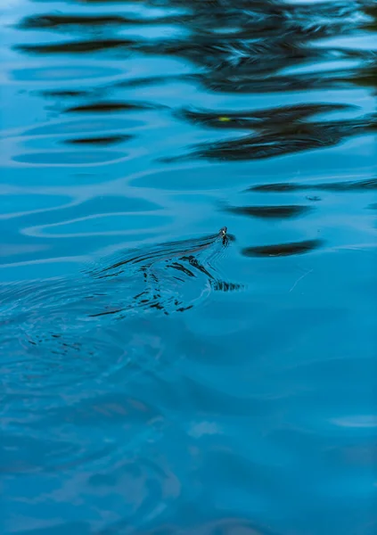 Grasnatter Natrix Natrix Schwimmt Einem See — Stockfoto