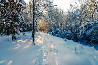 Sun shining through naked trees in a snowy forest.