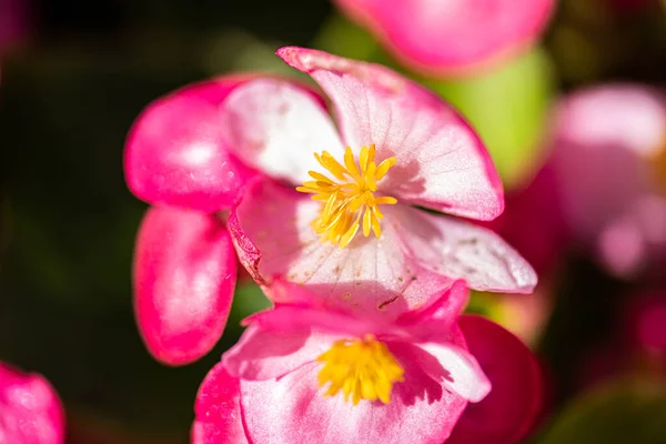 Pink Poppy Flowers Backyard Summer — Foto de Stock