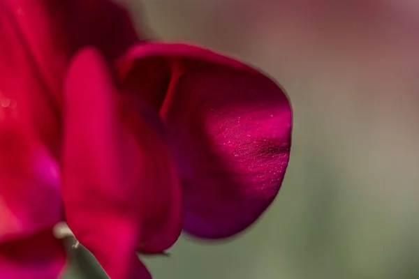 Colorful Sweet Pea Flowers Summer — Stockfoto