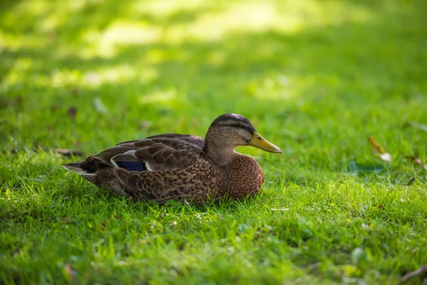 Lazy Female Mallard Grass — Stockfoto