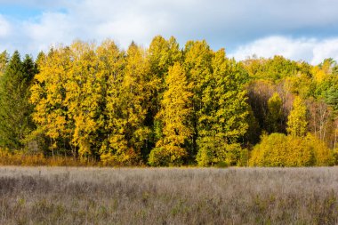 Bir tarlanın diğer tarafındaki sonbahar renkli ağaçlar.