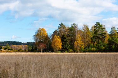 Bir tarlanın diğer tarafındaki sonbahar renkli ağaçlar.