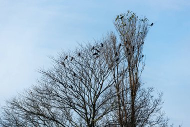 A flock of crows sitting in a naked tree in the fall.