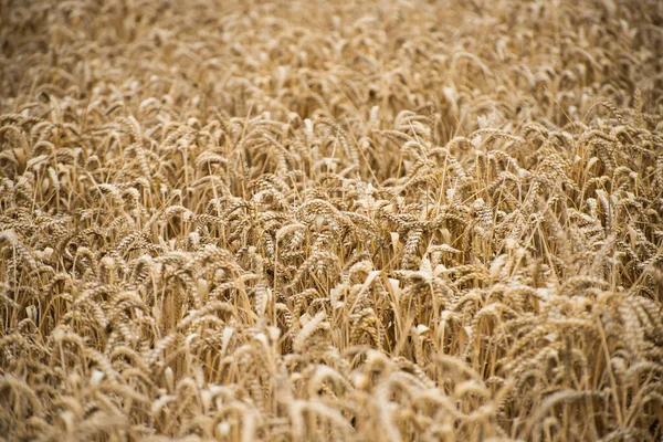 Подробиці Пшеничного Поля — стокове фото