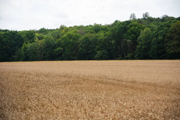 Wheat Field Forest — Stock Photo, Image