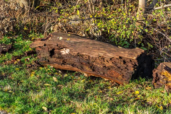 Old Tree Log Lying Place Give Natural Insect Home — 스톡 사진