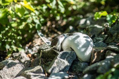 Hendekte yatan ölü bir martı..