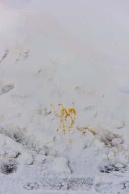 Yol kenarında göze çarpan sarı kar..