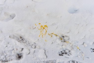 Yol kenarında göze çarpan sarı kar..