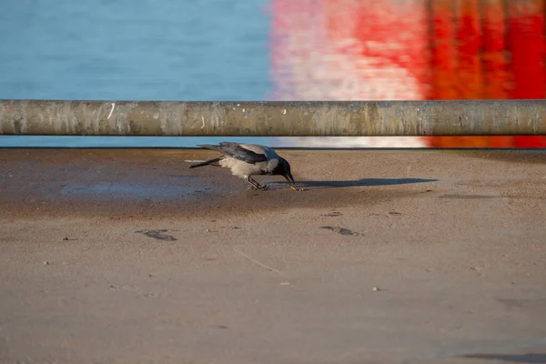 Crow Eating Crab Scales Pier — Stock Photo, Image