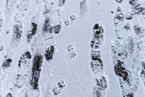 Смесь Следов Людей Собак Тротуаре Зимой — стоковое фото