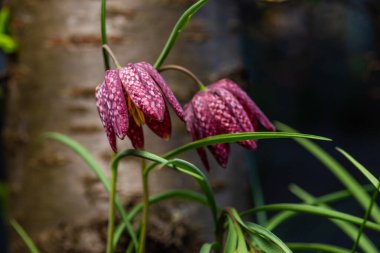 Yılan başı Fritillaria meleagris baharın başlarında çiçek açıyor.
