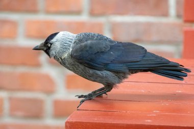 Kırmızı masadaki karga yemek için yalvarıyor..