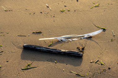 Gün batımında kumsalda beyaz kuğu tüyü.