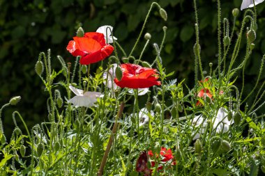 Yazın arka bahçede renkli gelincik çiçekleri.