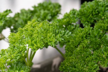 Taze ve yeşil maydanoz güneşte.