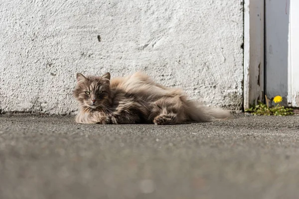 Vieux Chat Poilu Reposant Extérieur Près Mur — Photo