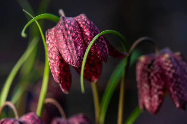 snake\'s head Fritillaria meleagris blooming in early spring.