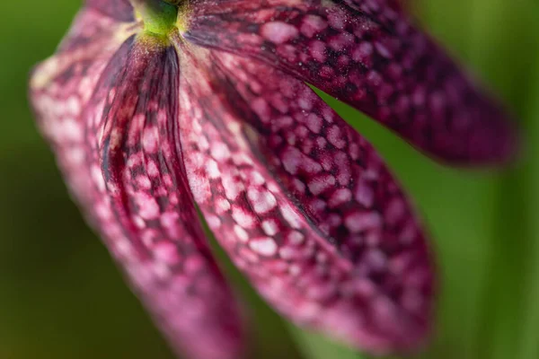 Tête Serpent Fritillaria Meleagris Floraison Début Printemps — Photo