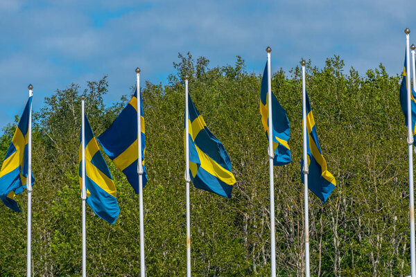 Several swedish flags flying on flagpoles.