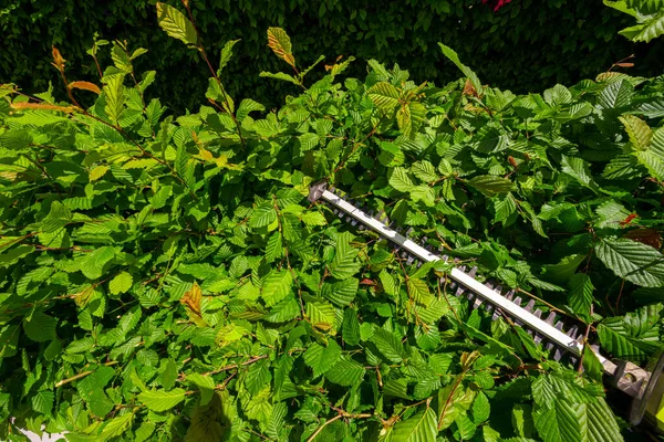Hedge with a electrical hedge trimmer sword.