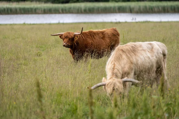 Highland Cattle Grazing Field — Stock Photo, Image