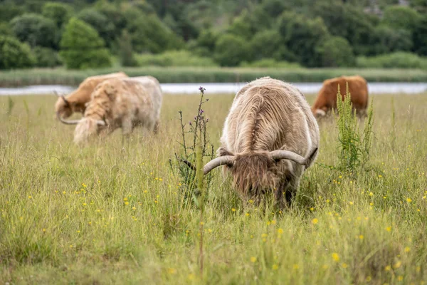 Highland Cattle Grazing Field — Stock Photo, Image