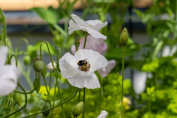 Bumblebee visiting a white poppy flower.