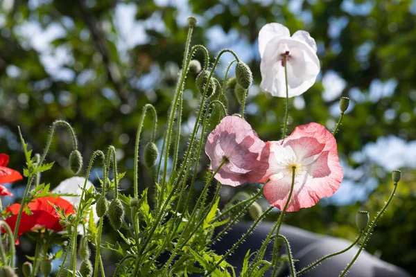 Colourful poppy flowers in a backyard in summer.