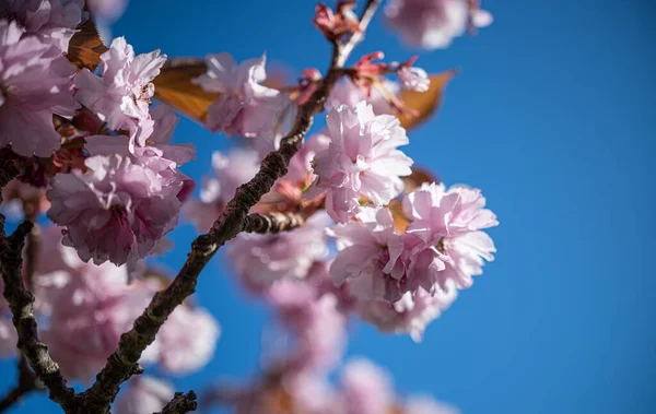 Flor Cereja Flor Primavera — Fotografia de Stock