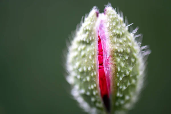 Kırmızı Gelincik Çiçek Açmak Üzere — Stok fotoğraf