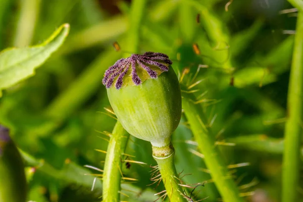 Tohumlarla Dolu Yeşil Haşhaş Tohumu Kapsülü — Stok fotoğraf