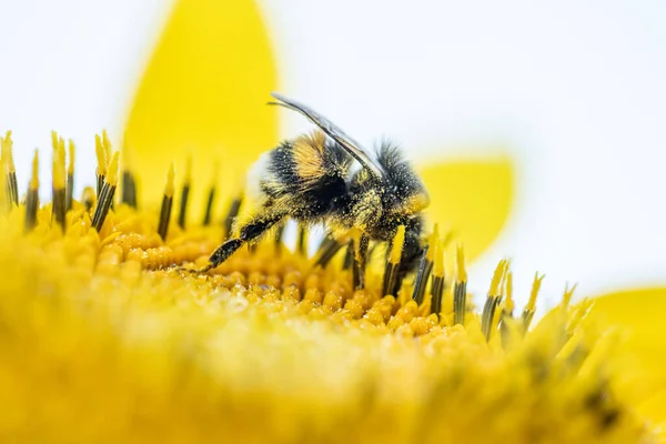 Bumblebee Solros Helianthus Annuus Gyllene Solnedgång Ljus — Stockfoto