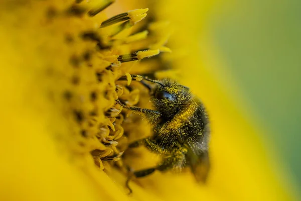 Bumblebee Solros Helianthus Annuus Gyllene Solnedgång Ljus — Stockfoto