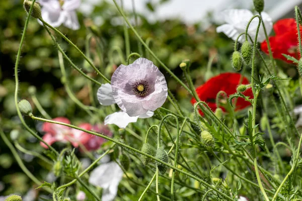 Colourful poppy flowers in a backyard in summer.