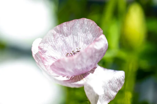 Flor Papoula Roxo Claro Verão — Fotografia de Stock