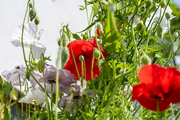 Colourful poppy flowers in a backyard in summer.