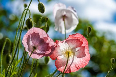 Yazın arka bahçede renkli gelincik çiçekleri.