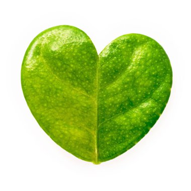 Beyaz arkaplanda izole edilmiş limon yaprakları kalp şekli.