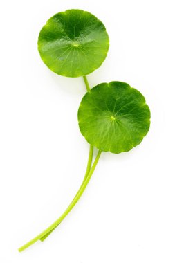 Centella asiatica yaprakları beyaz arkaplanda izole edilmiş..