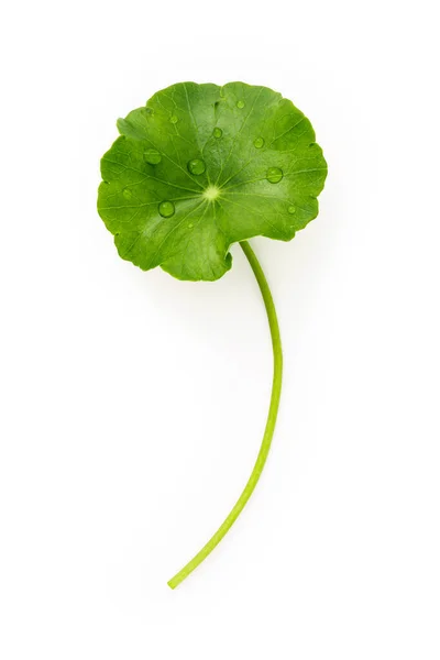 Close Centella Asiatica Folhas Com Gota Chuva Isolada Fundo Branco — Fotografia de Stock