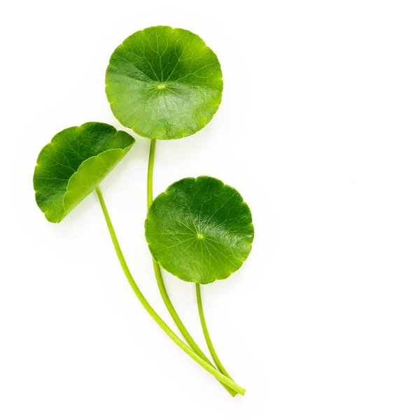 Close Centella Asiatica Folhas Com Gota Chuva Isolada Fundo Branco — Fotografia de Stock