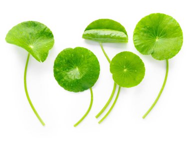Close up centella asiatica leaves with rain drop isolated on white background top view. clipart