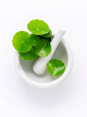 Beyaz arka plan görünümünde izole edilmiş beyaz havan mermisi ile centella asiatica yapraklarını kapat.